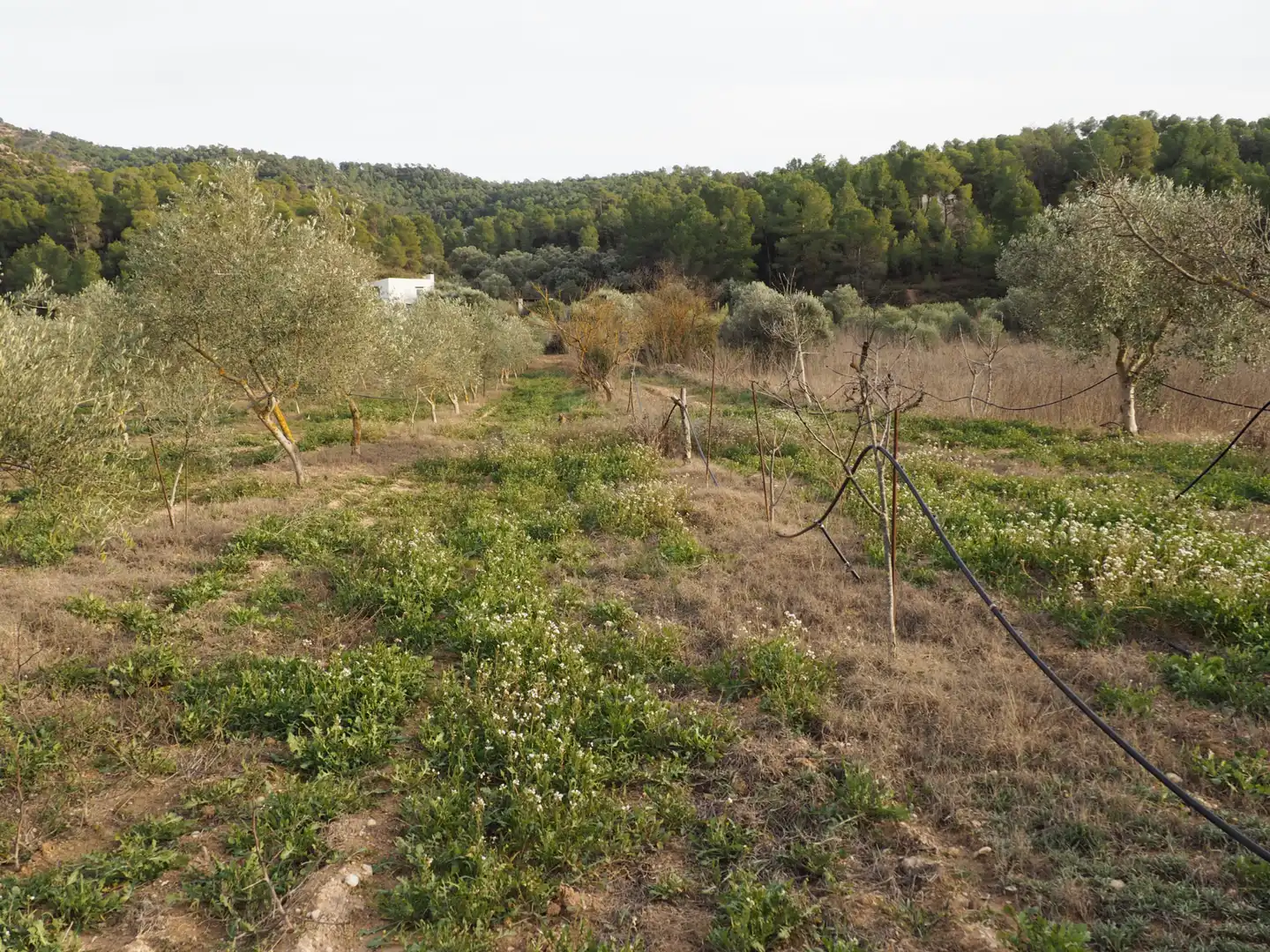 Terreny en venda a Avinguda Colònia, 5, Flix