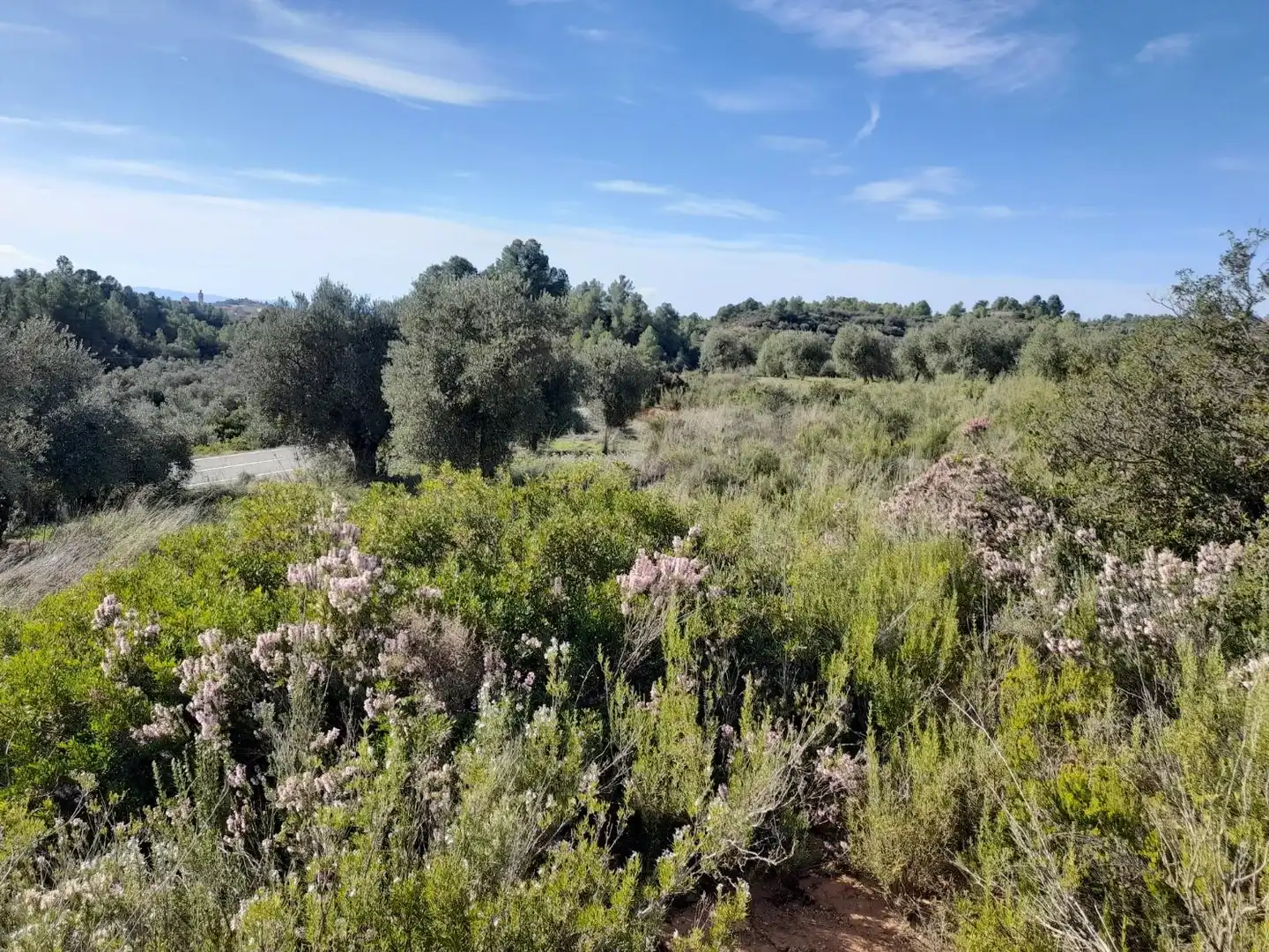 Land for sale in La Palma d'Ebre