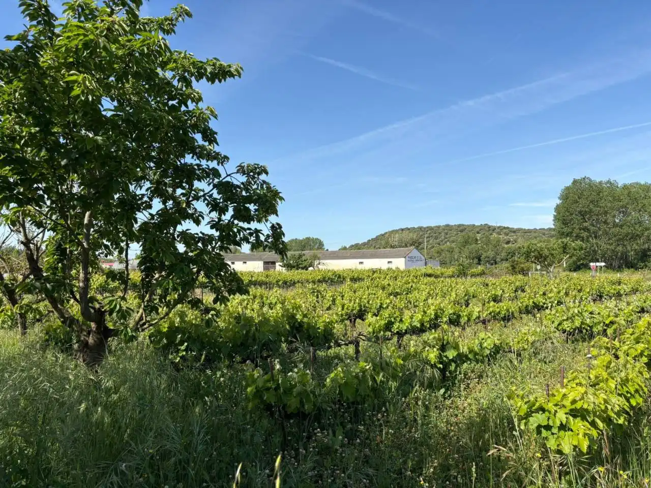 Terreno residenziale in vendita a Ciudad Rodrigo, imagen 15