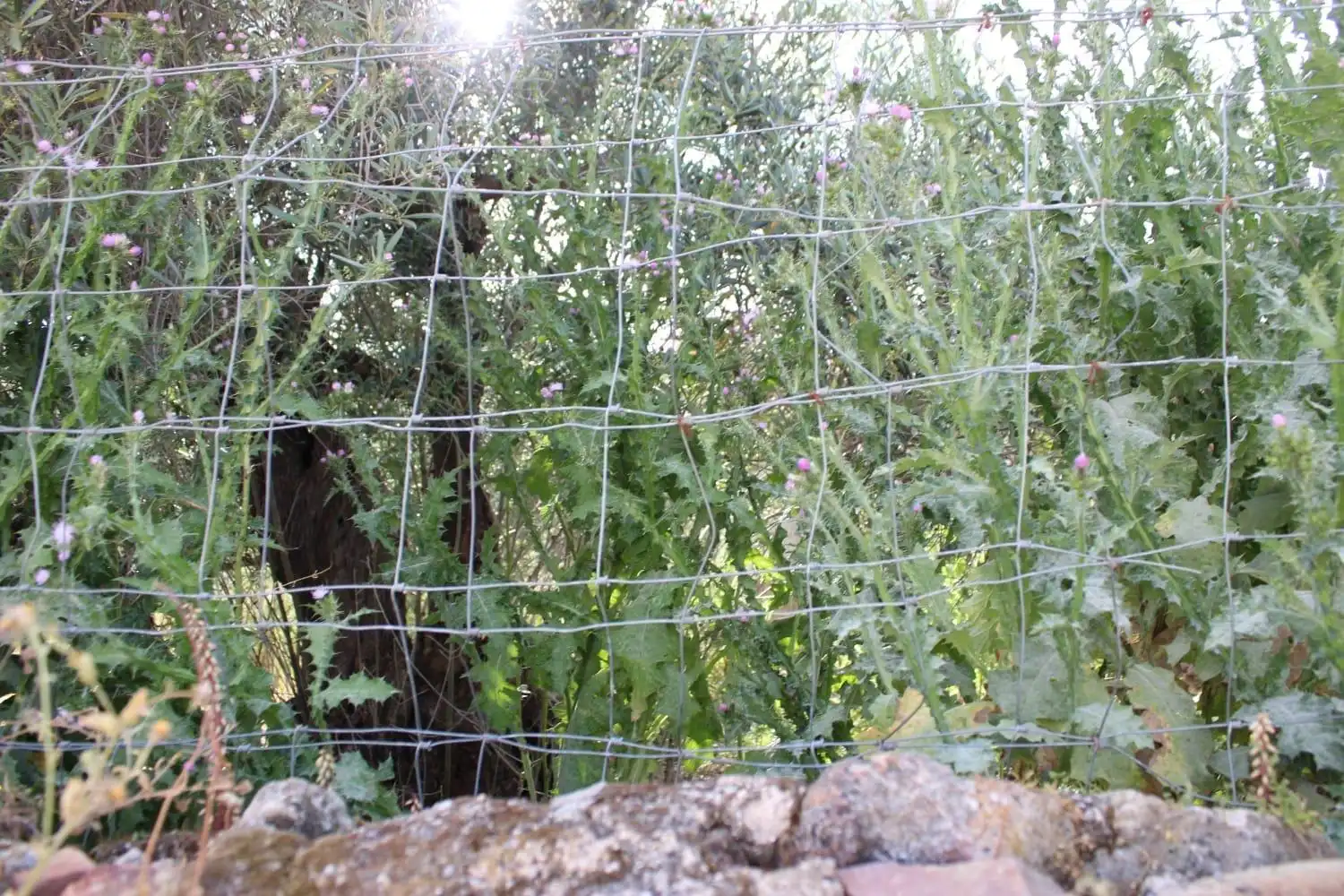 Terreni e lotti in vendita a Sierra de Fuentes, imagen 9