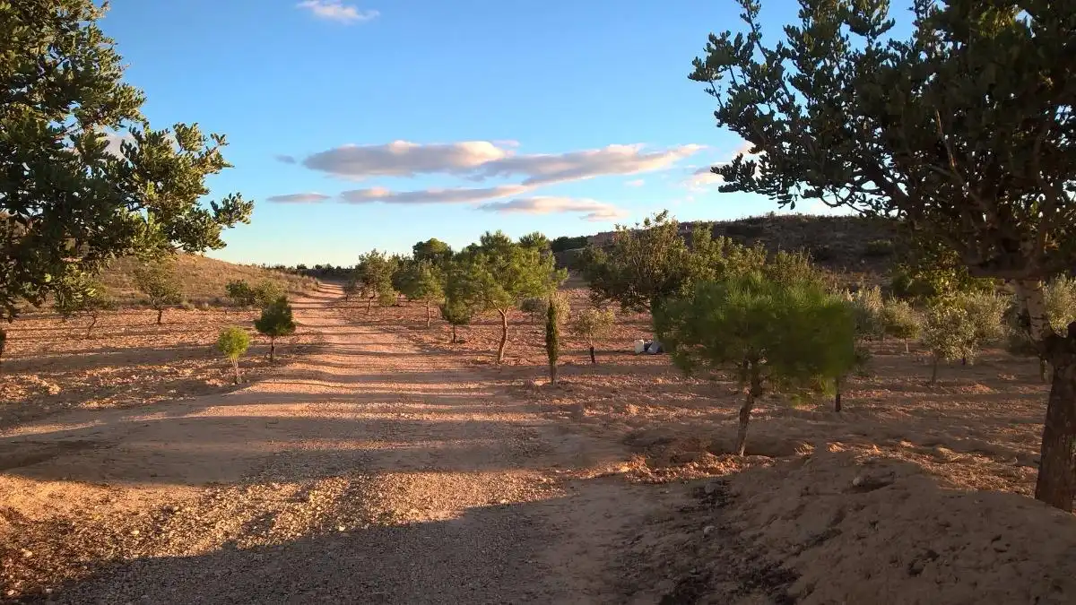 Finca rústica en venta en Alcantarilla