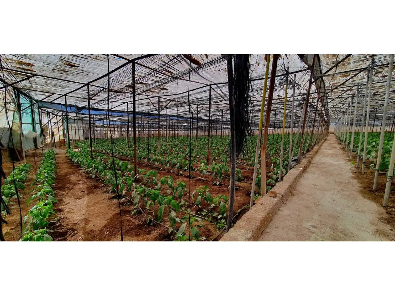 Jardín de Finca rústica en venta en Aguadulce