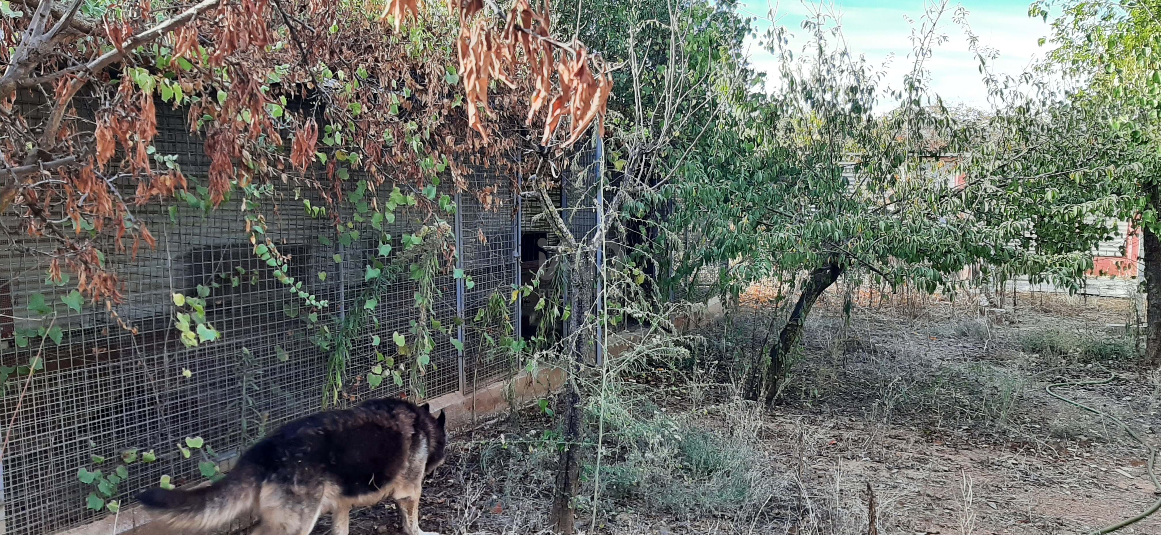 Garden of Residential for sale in Las Navas de la Concepción