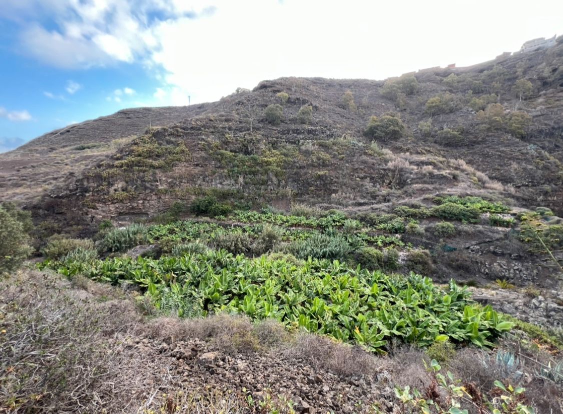 Außenansicht von Grundstücke zum verkauf in Teror