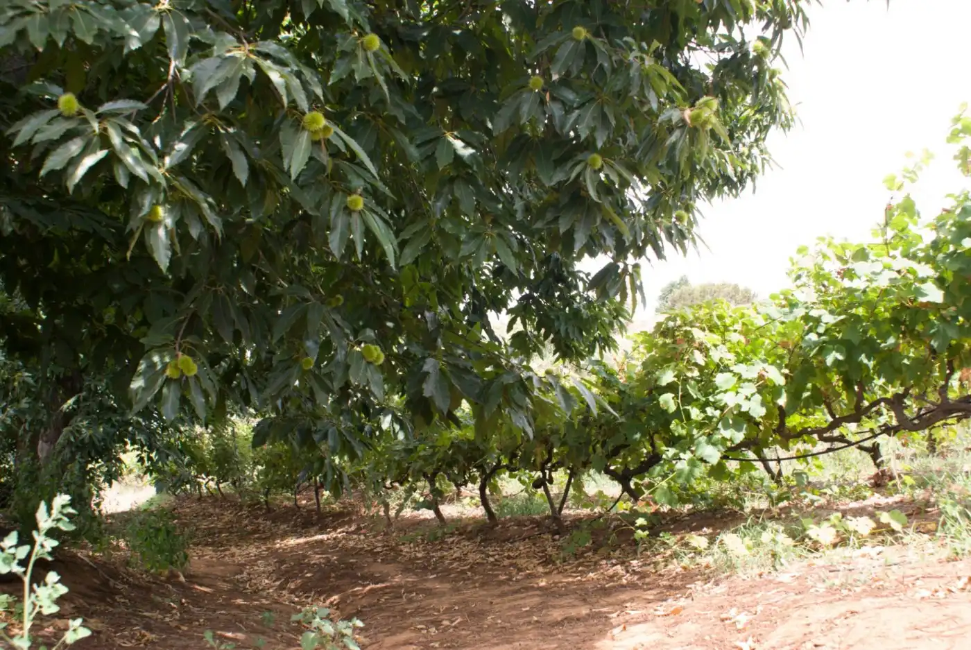 Jardí de Terreny en venda en El Sauzal
