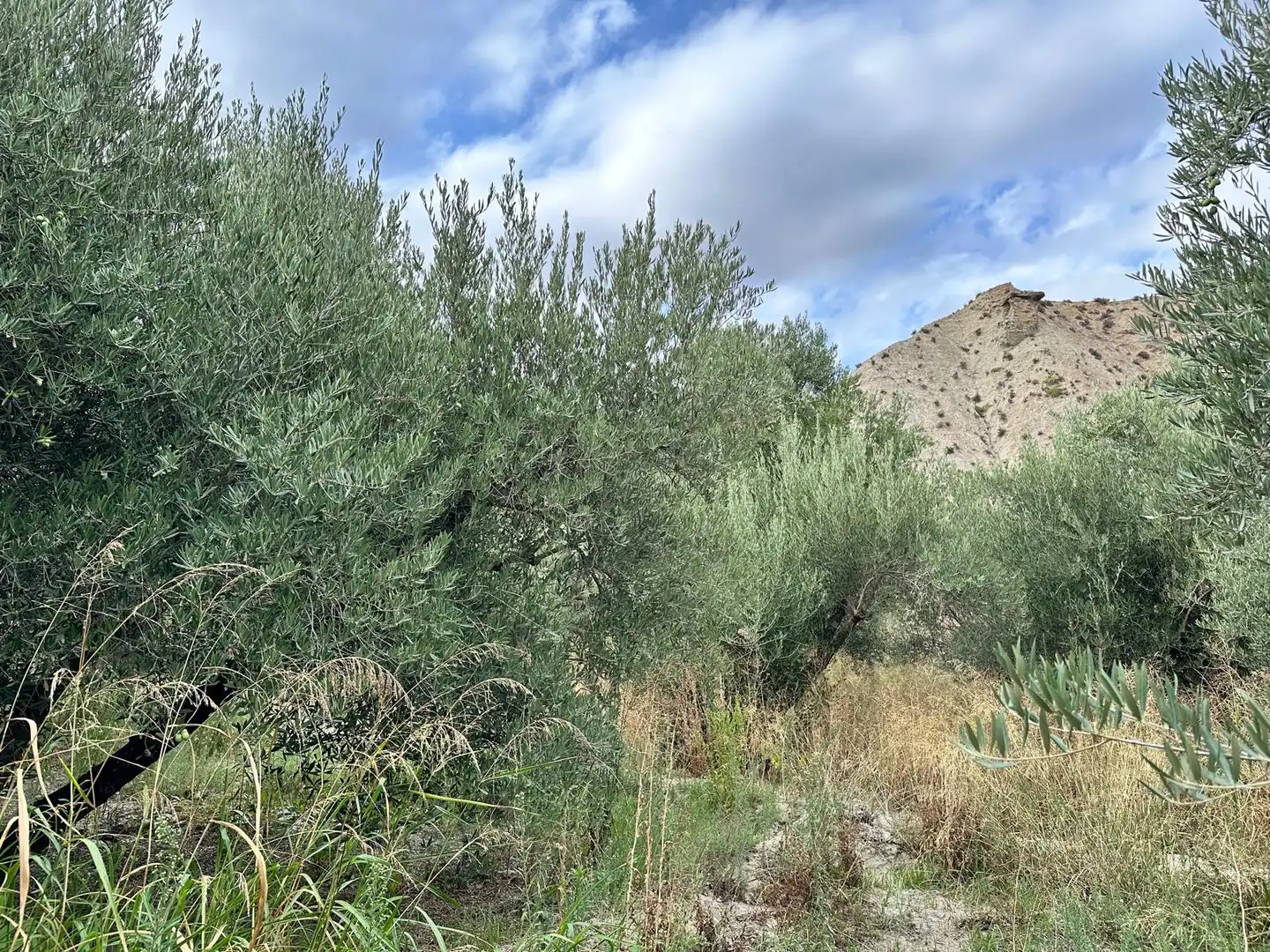 Land for sale in Rágol