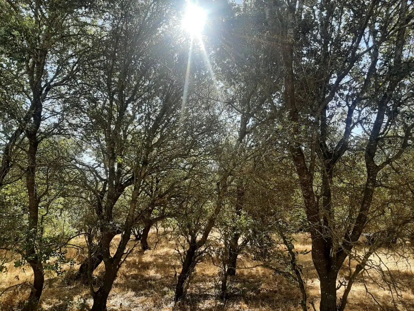 Terreni e lotti in vendita a Torreorgaz