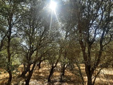 Rustikales Grundstück zum Verkauf in Torreorgaz
