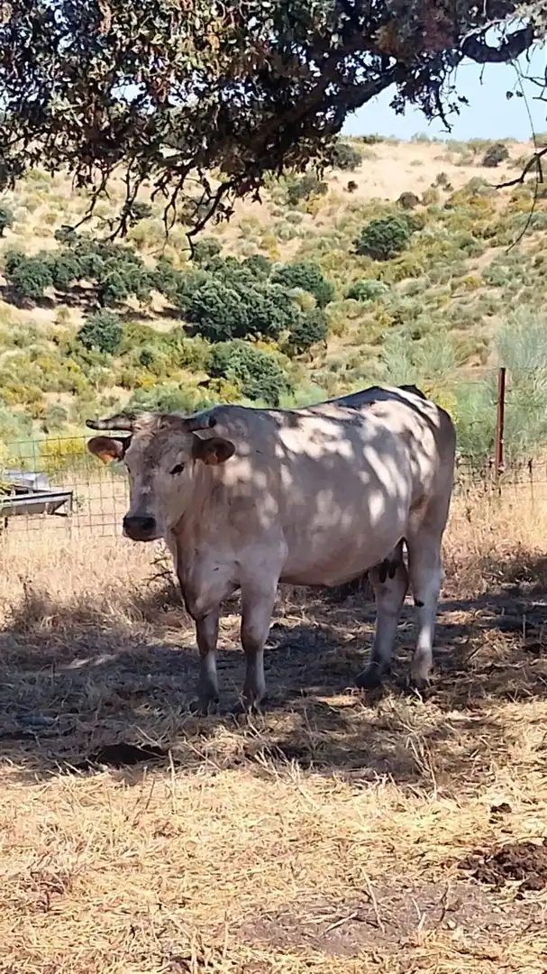 Außenansicht von Grundstücke zum Verkauf in Villanueva del Fresno