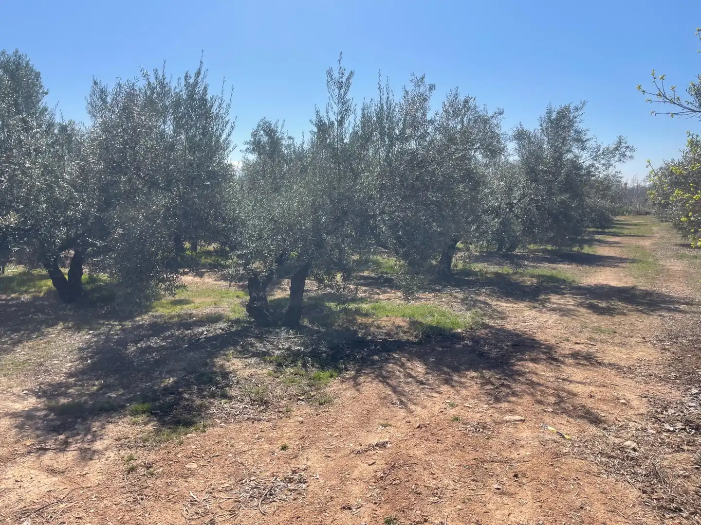 Finca rústica en venda en Albolote amb Piscina