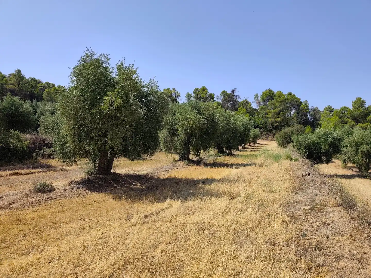 Terreno en venta en Cervià de Les Garrigues