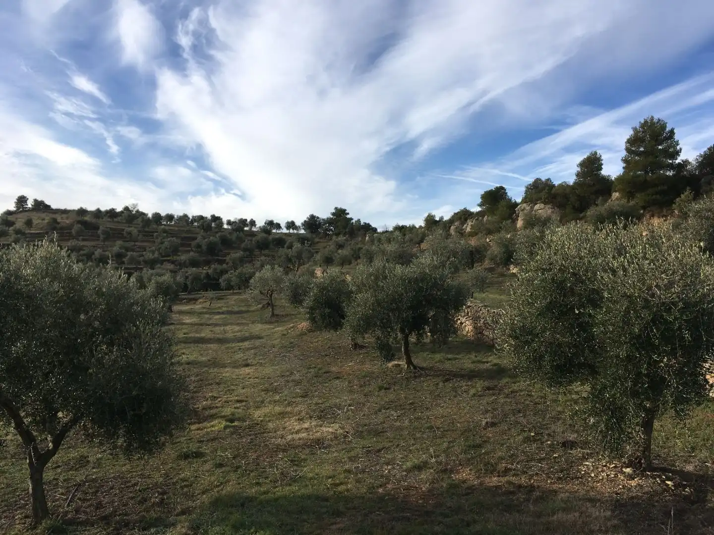 Rural land for sale in Carrer de Sant Pere 2, imagen 8