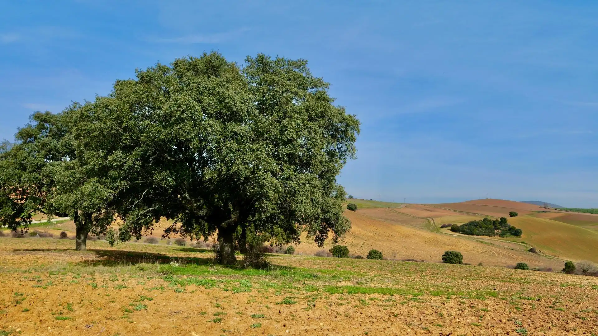 Exterior view of Land for sale in Arbancón