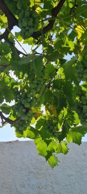 Vista exterior de Casa o xalet en venda en Trevélez amb Aire condicionat, Jardí privat i Terrassa