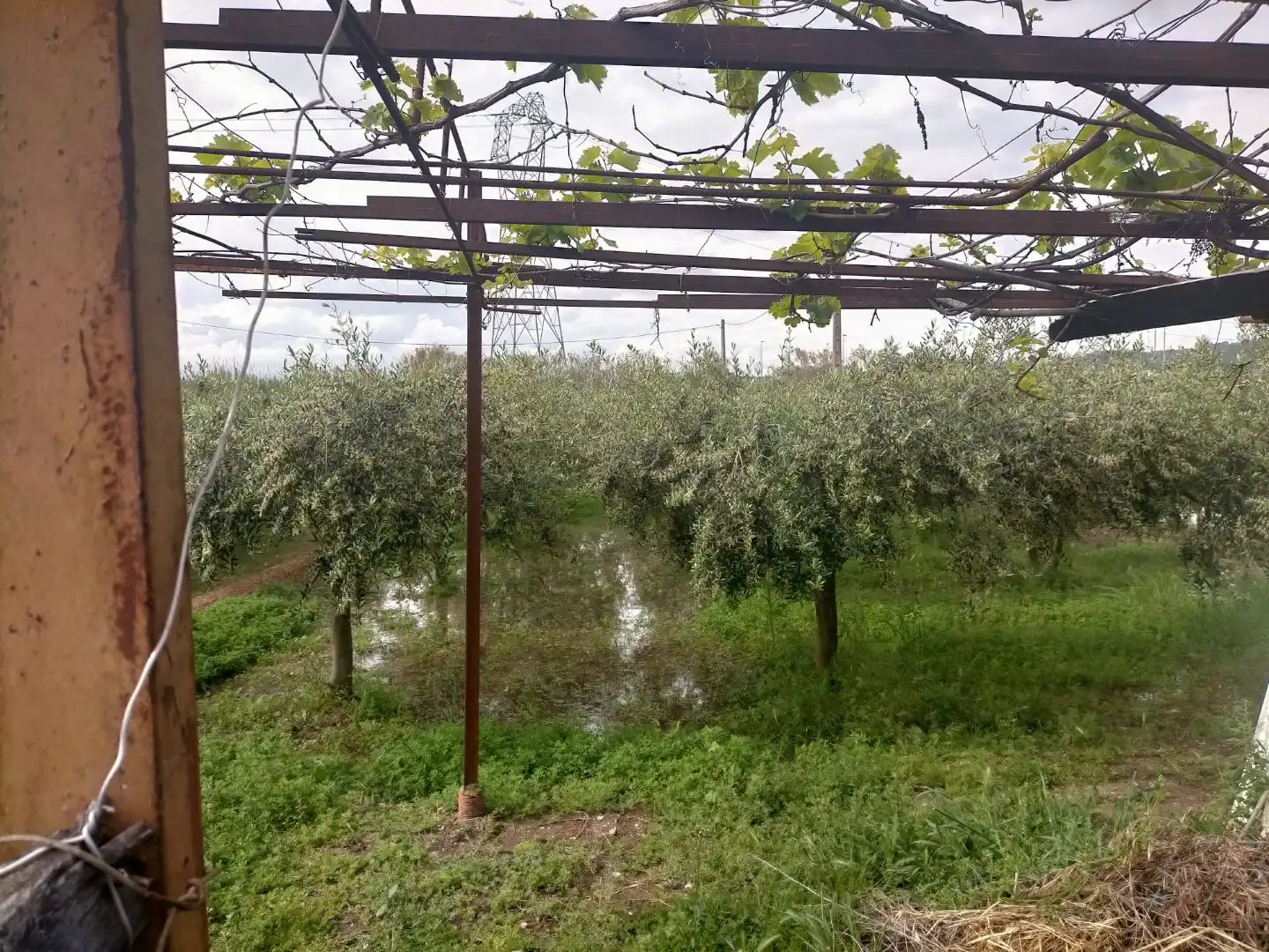 Terreno rustico in vendita a Detrás de la gasolinera Las Palmeras N/A, imagen 9