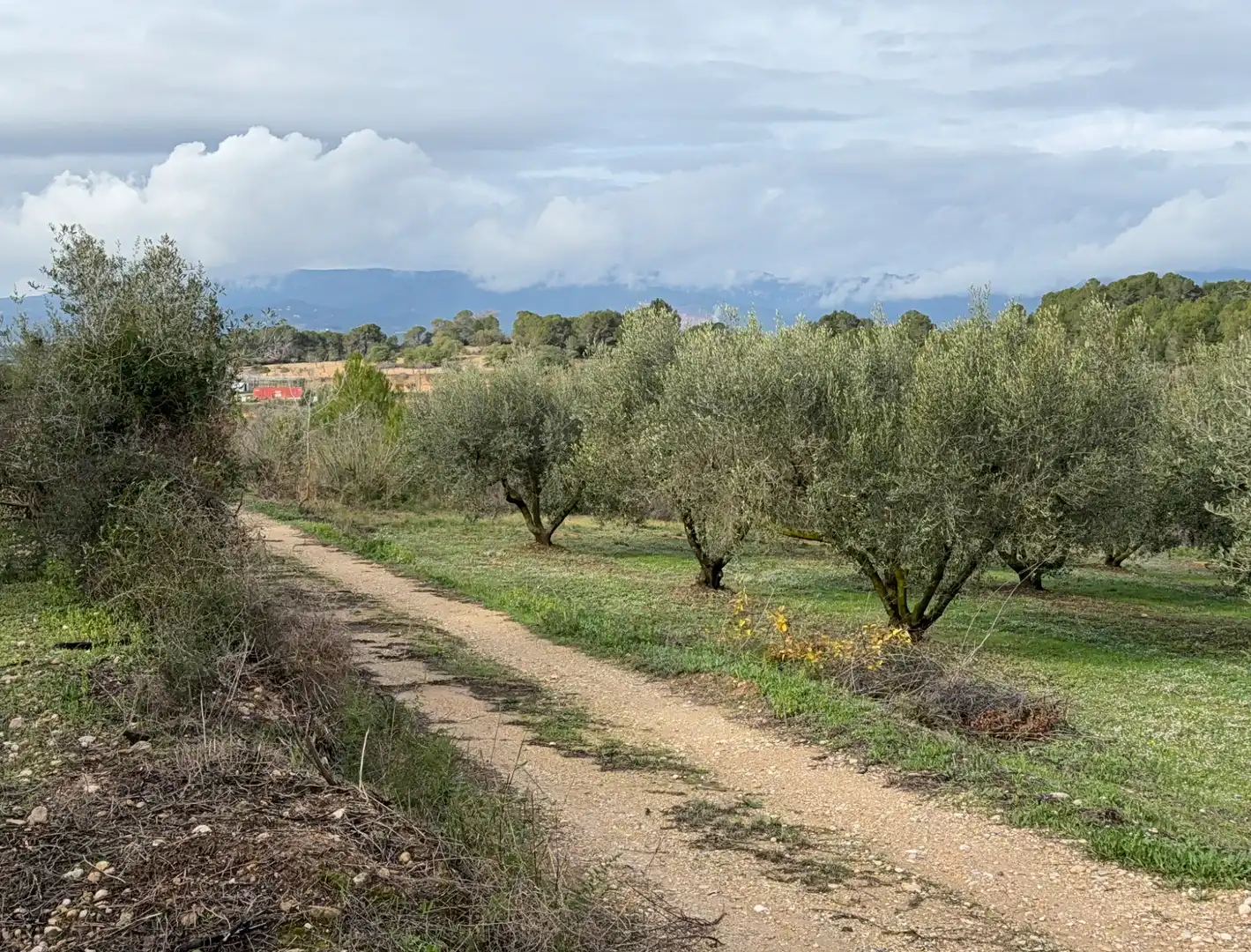 Terrain rustique à vendre à Camí de Vallmoll a Valls 17, imagen 7