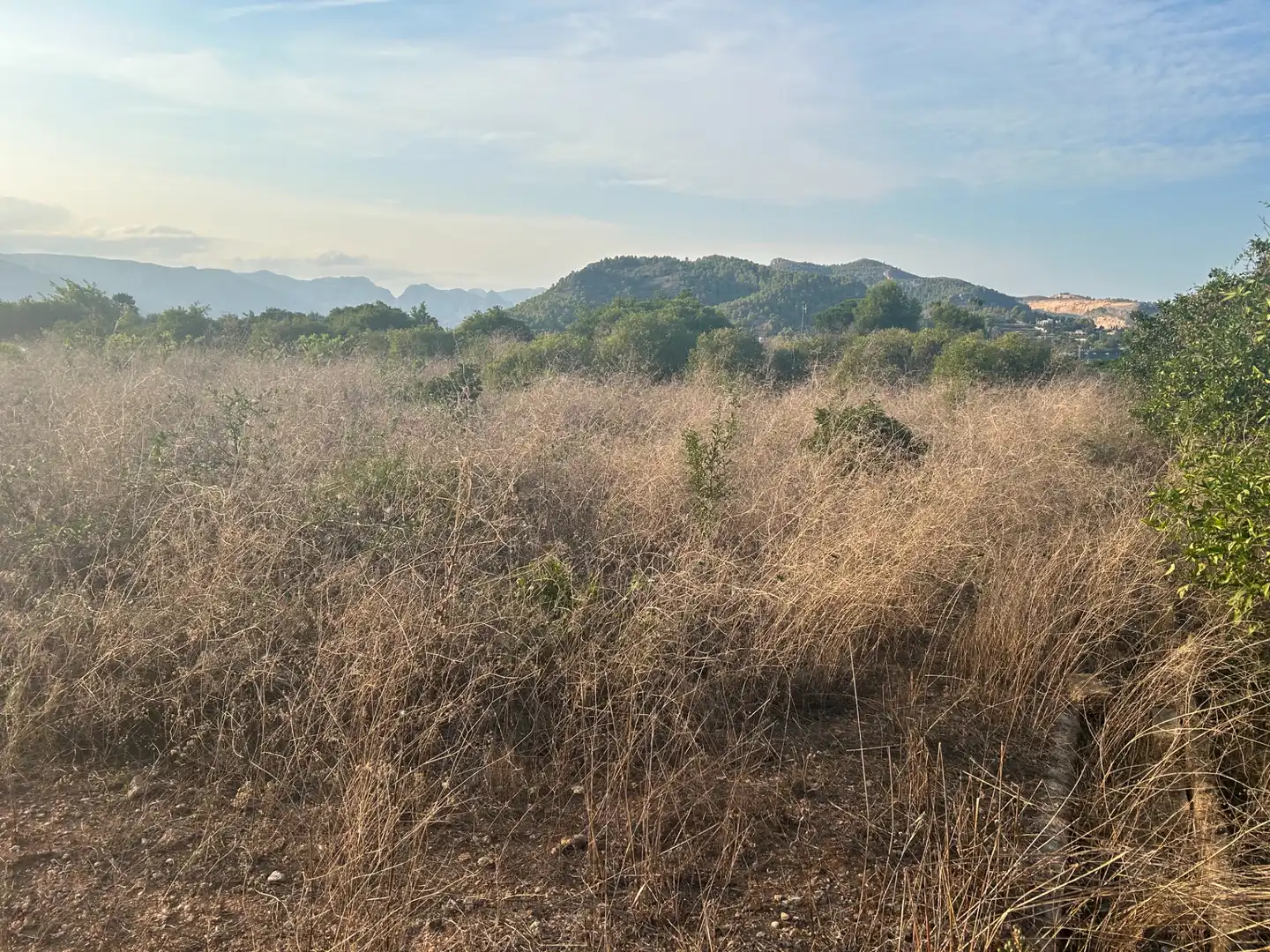 Terreny rústic en venda a Palma de Gandia, imagen 5