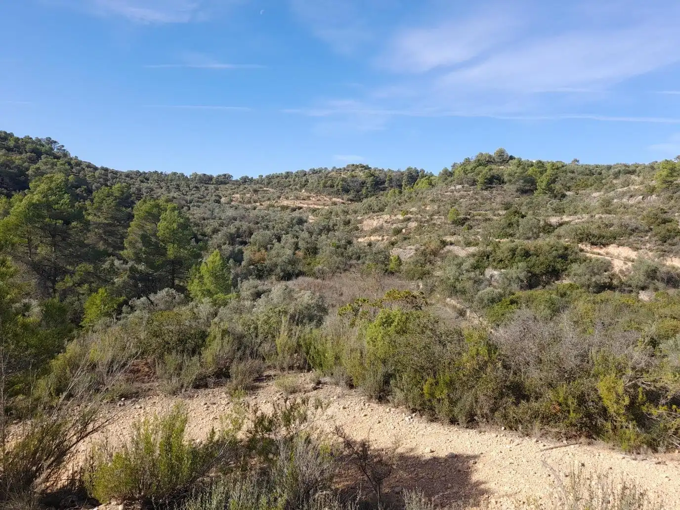 Land for sale in La Palma d'Ebre