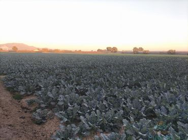 Terreni e lotti in vendita a Totana