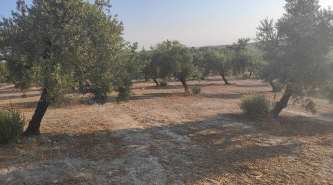 17 FANEGAS DE OLIVAR