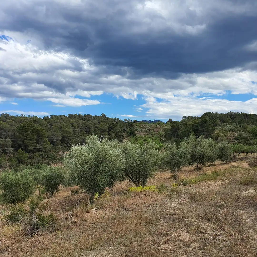 Rural land for sale in El Pinell de Brai, imagen 16
