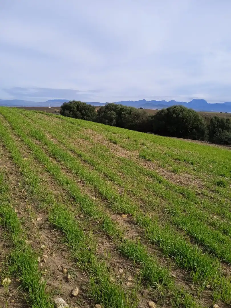 Terreny rústic en venda a Arcos de la Frontera, imagen 2