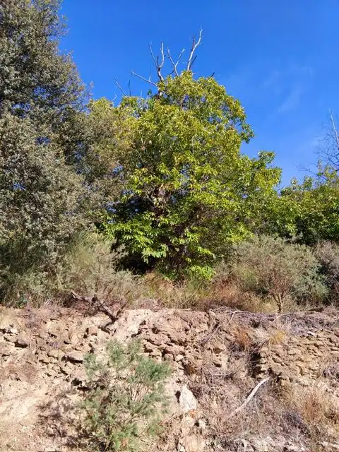 Country homes for sale in Pórtugos