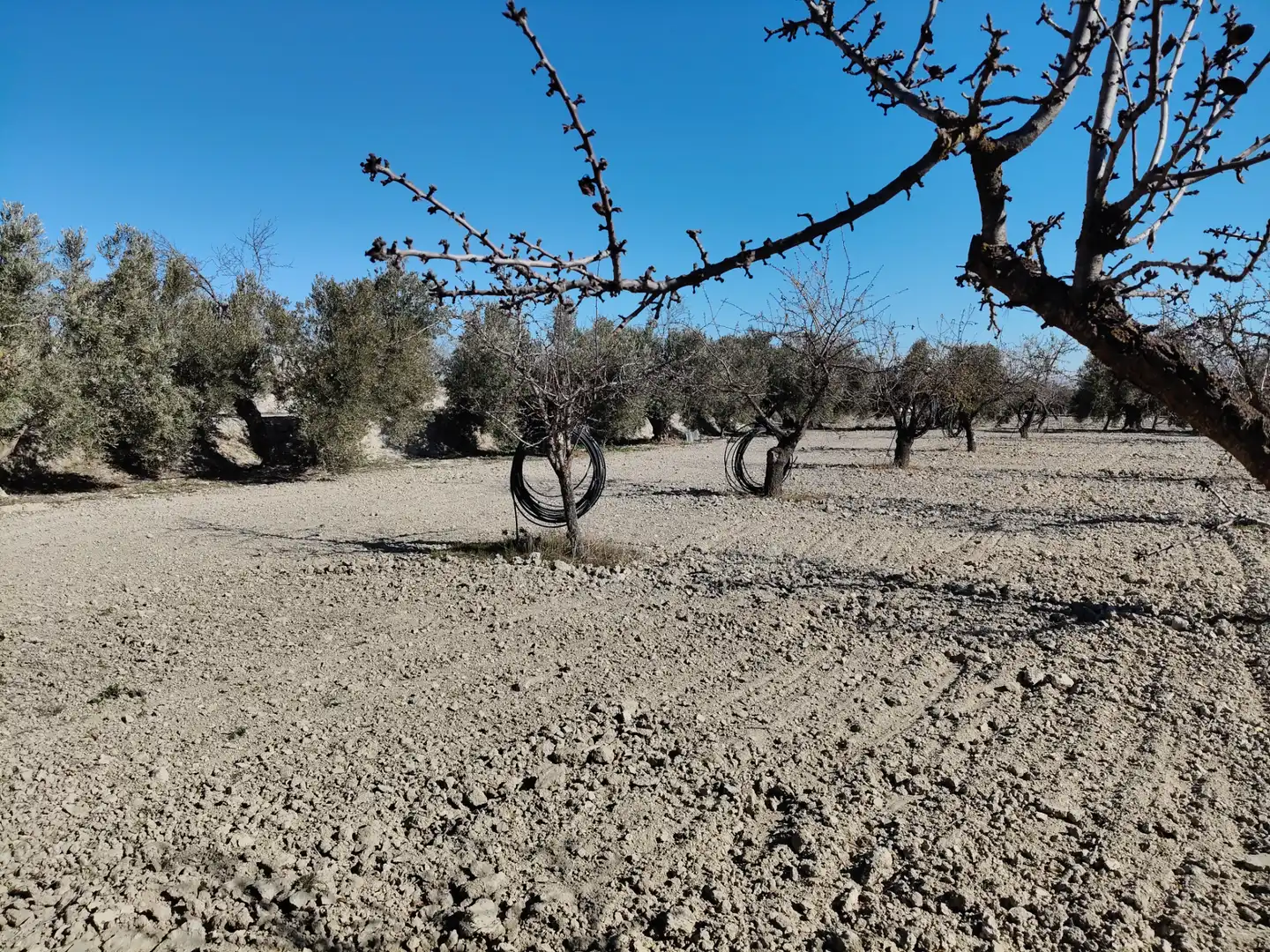 Terreno rústico en venta en Cortes de Baza, imagen 8