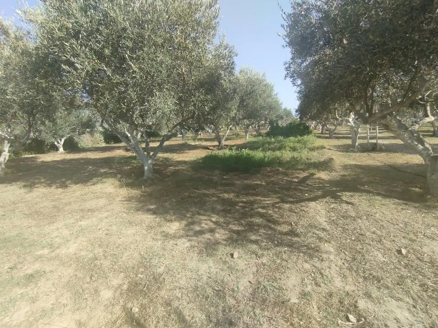 Finca rústica en venda a La Punxa