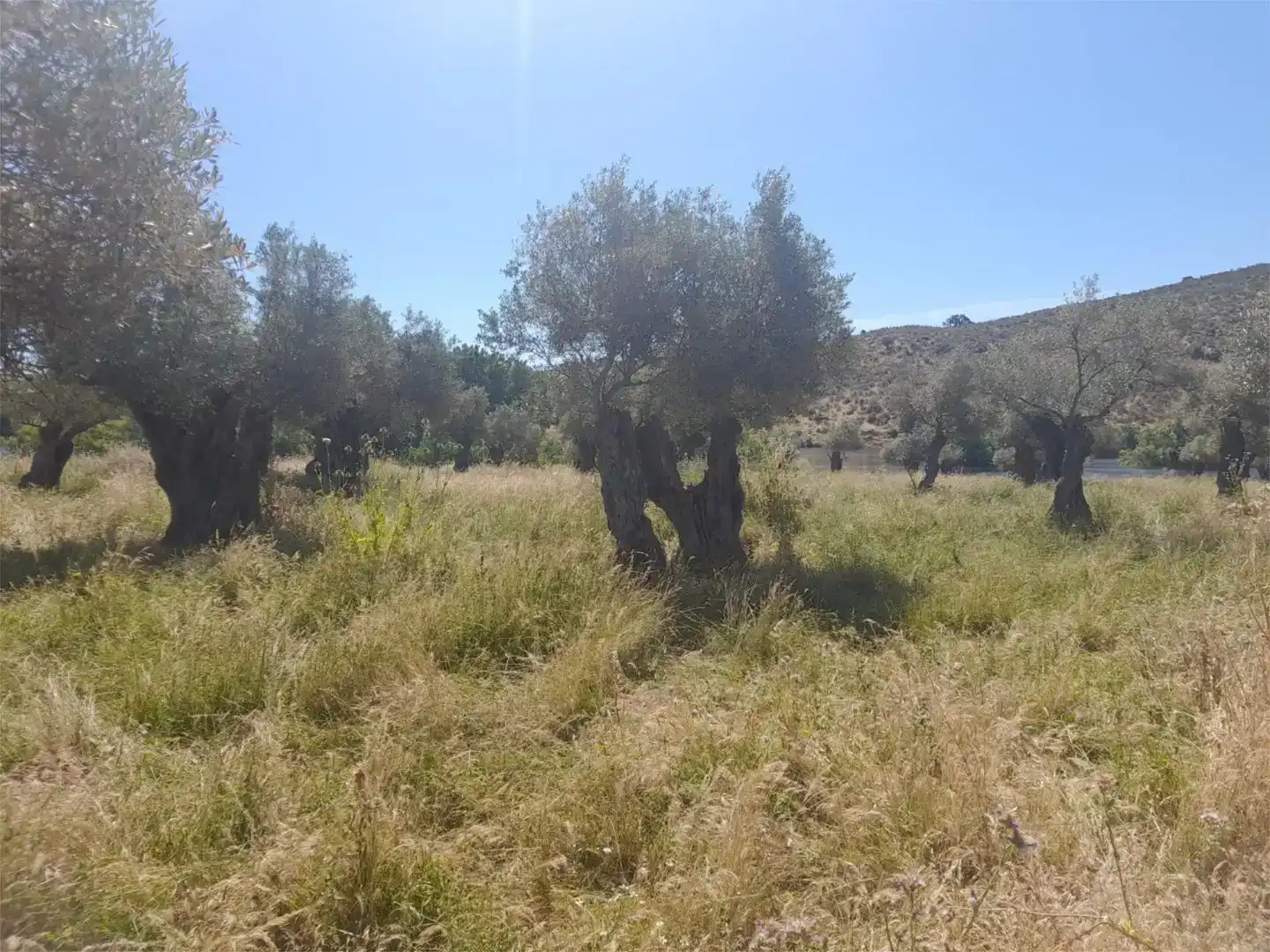 Terreno en venta en Casillas de Coria