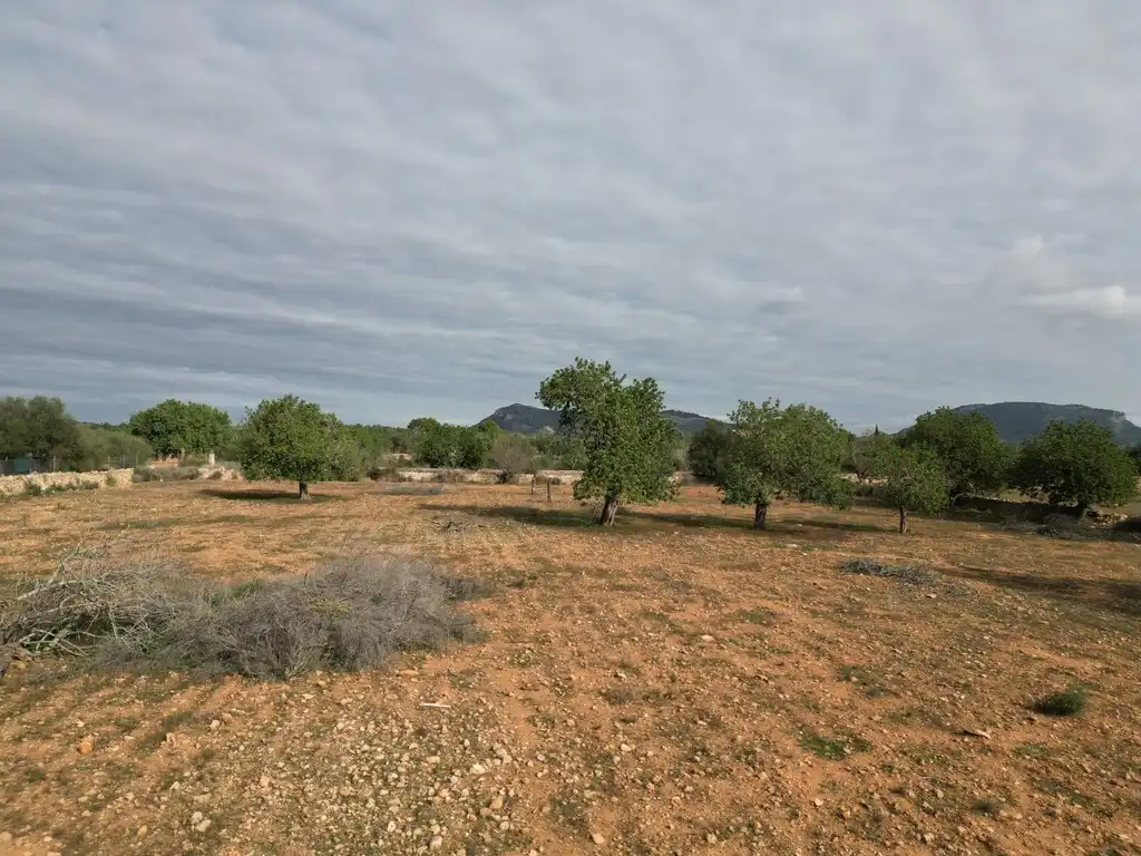Terreno rustico in vendita a Llucmajor pueblo