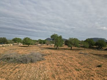 Terreno rústico en venta en Llucmajor pueblo