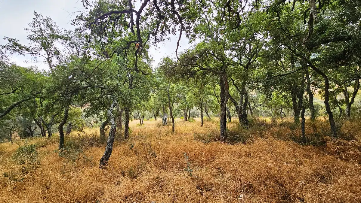 Terreno en venta en Cabeza la Vaca