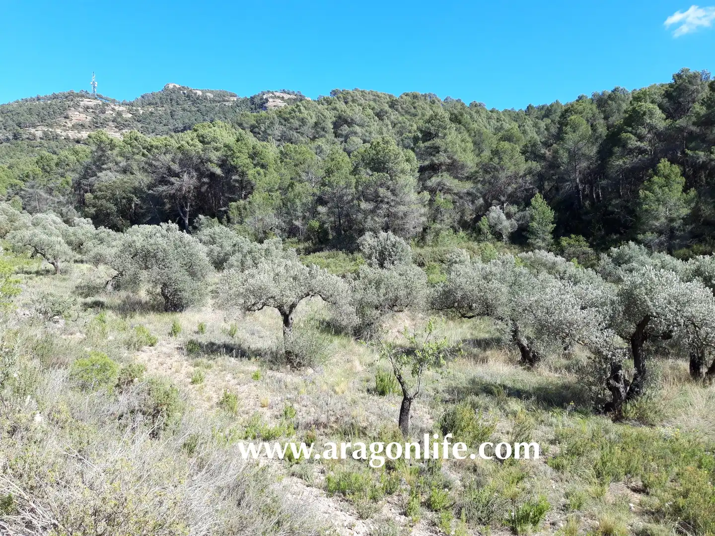 Rural land for sale in Gandesa, imagen 4