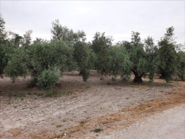 Terreni e lotti in vendita a Navas del Sepillar