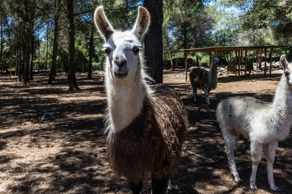 Vista exterior de Finca rústica en venta en Pollença con Aire acondicionado, Calefacción y Jardín privado