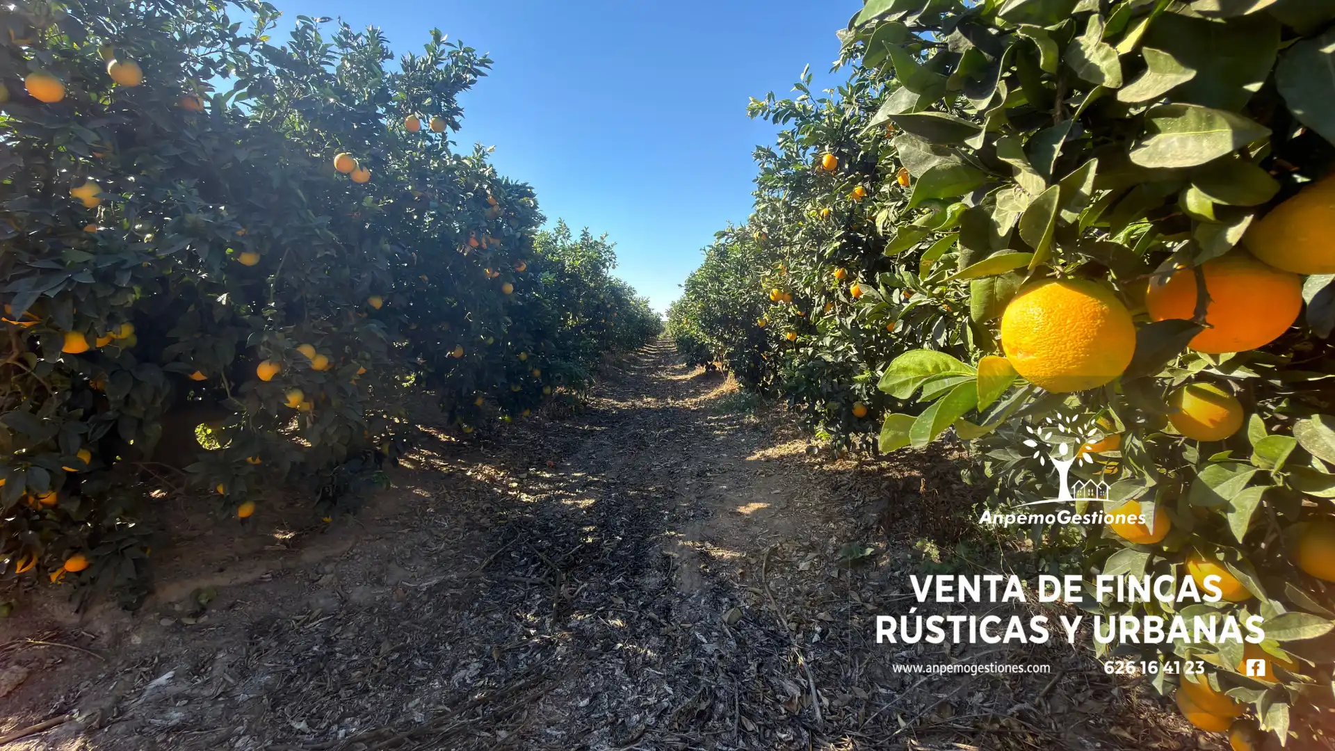 Terreno en venta en Peñaflor, Sevilla