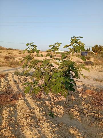 Terreno en Venta en Partida Montnegre en Valle del Sol