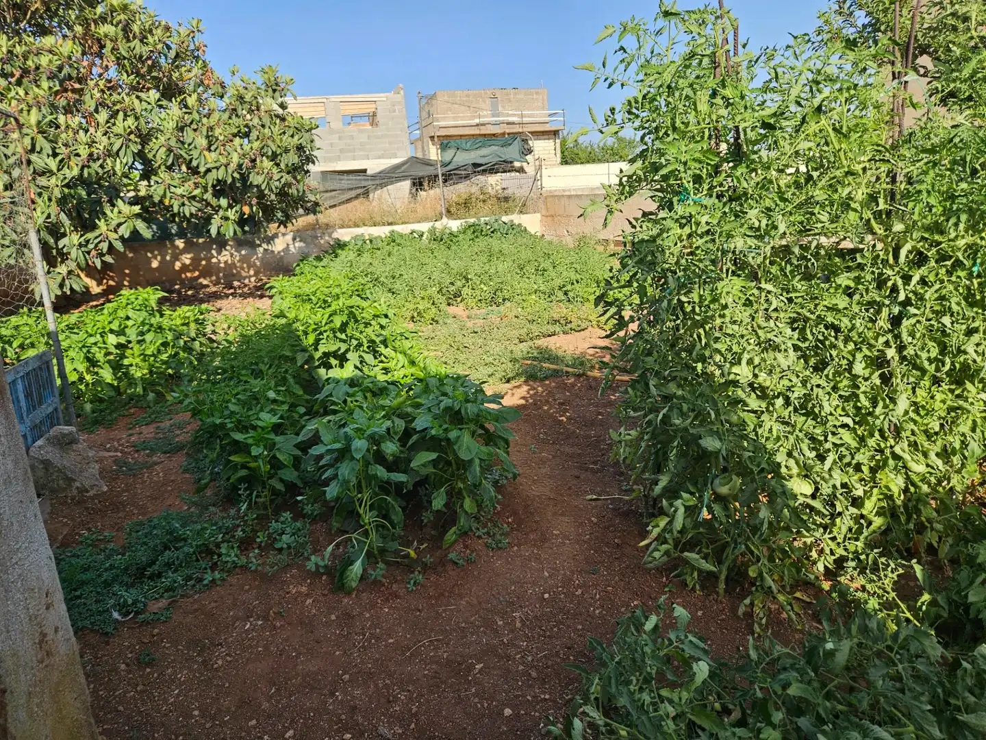 Terrain rustique à vendre à Carrer ses Tapareres 1A, imagen 4