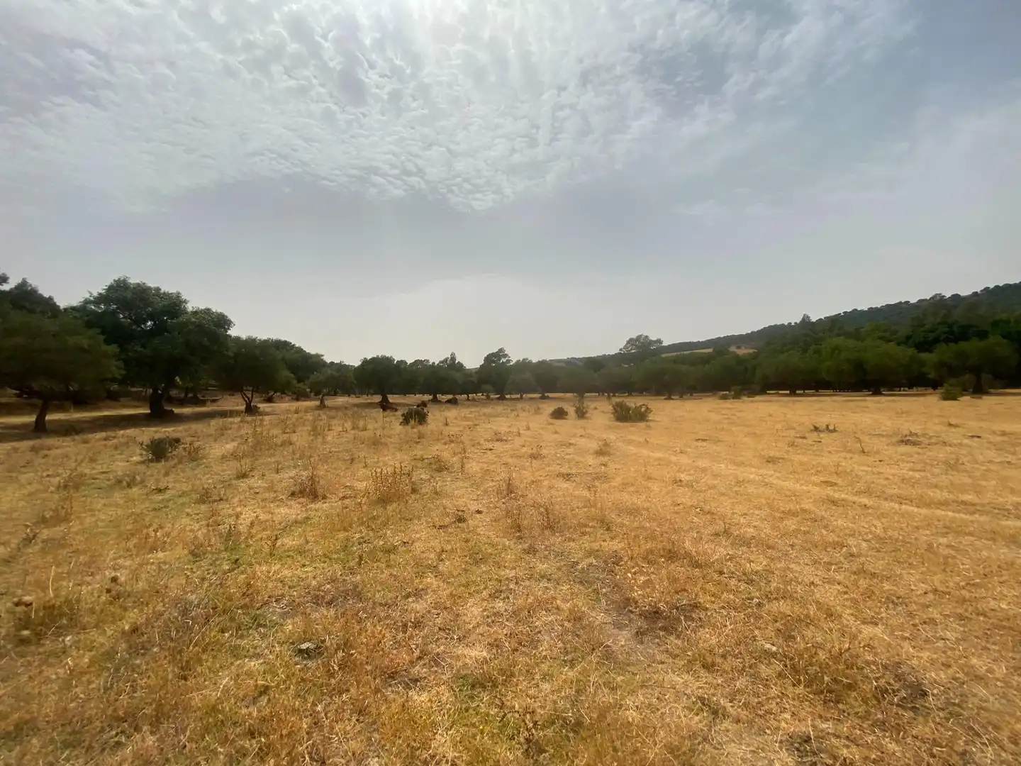 Terreni e lotti in vendita a Alcalá de los Gazules, imagen 90