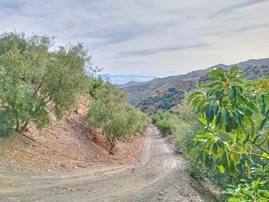 Rural land for sale in El Borge, imagen 5