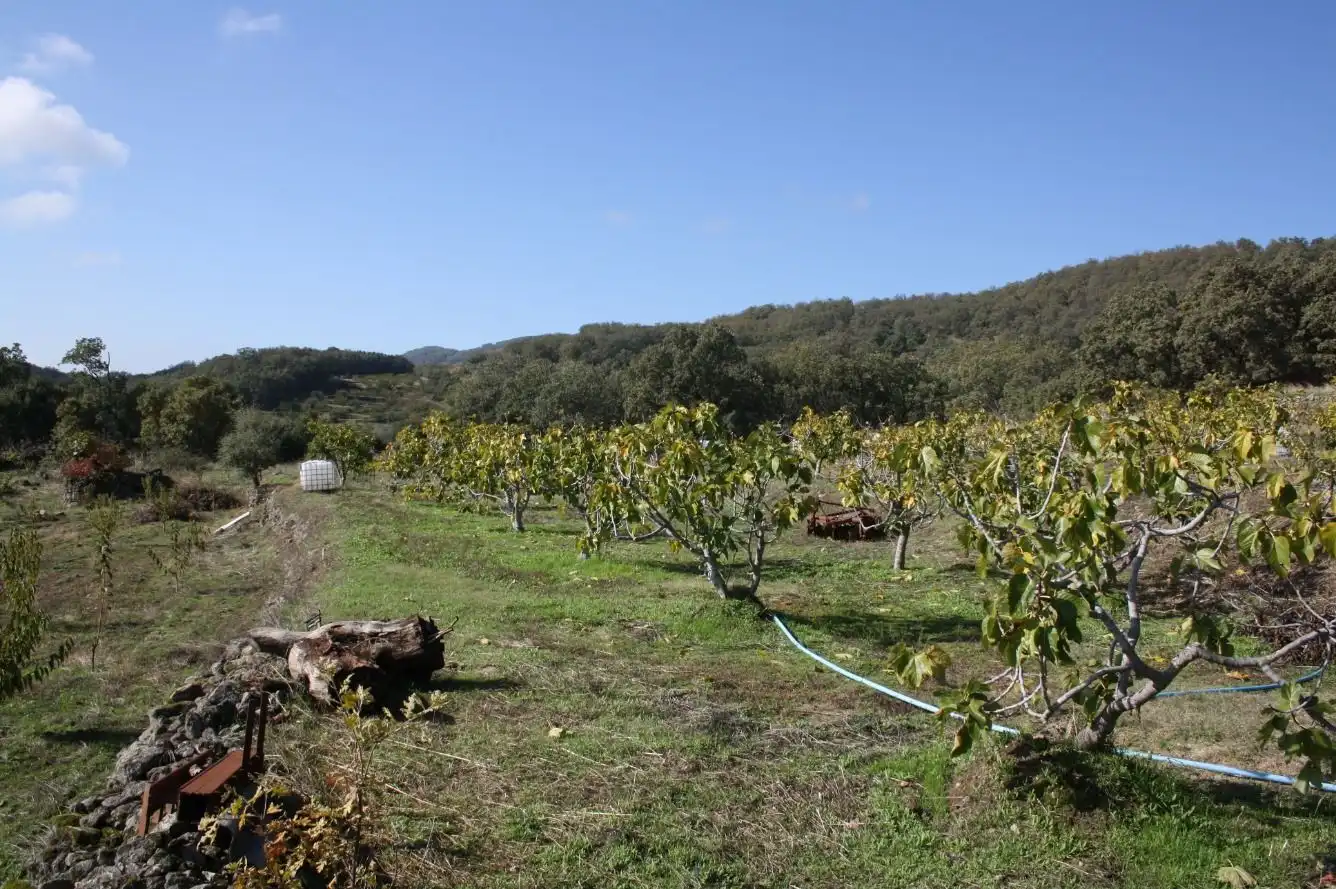 Jardín de Finca rústica en venta en Torremenga con Jardín privado, Terraza y Amueblado