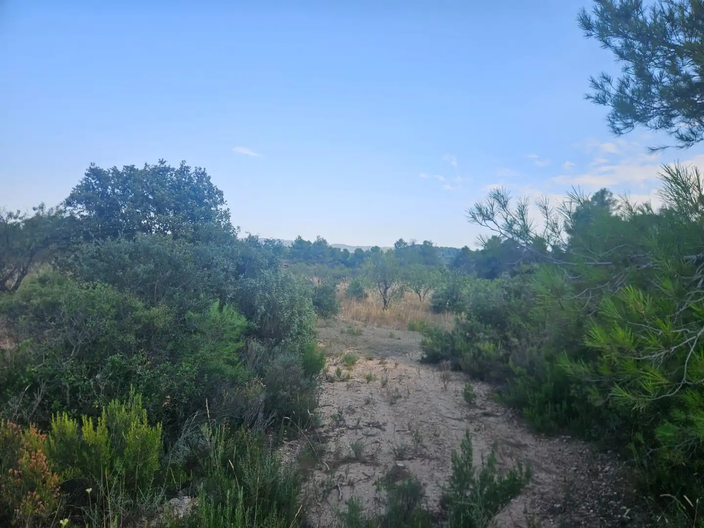 Land for sale in La Pobla de Cérvoles