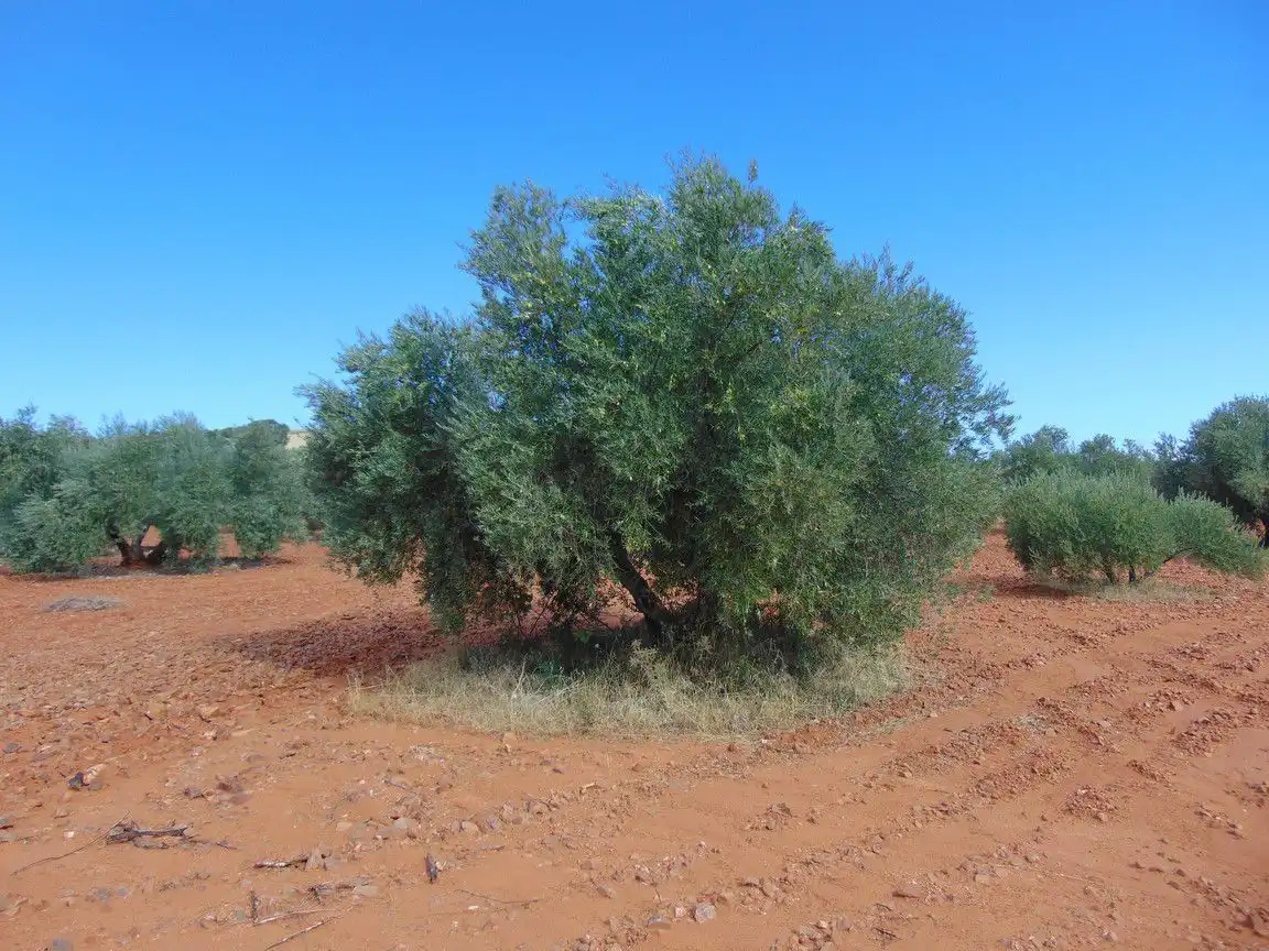 Rural land for sale in Valdepeñas, imagen 4