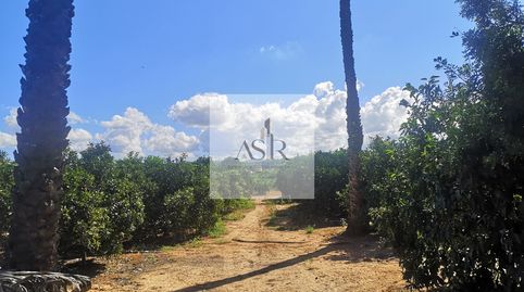 FINCA RUSTICA EN LA PEDRERA DE CARCAIXENT, immagine 2