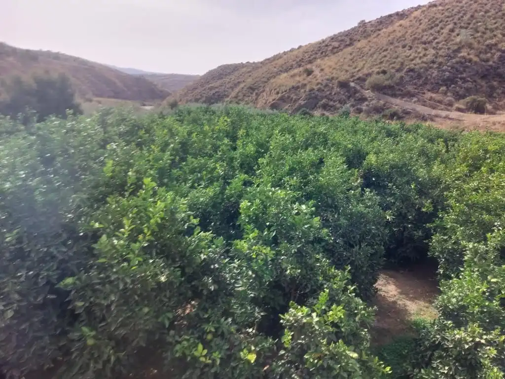 Land for sale in Alhabia