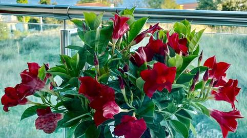 Photo 4 of Flat for sale in Calle Jose M.ruiz Perez-aguila, Manzanera - Tosal, Alicante