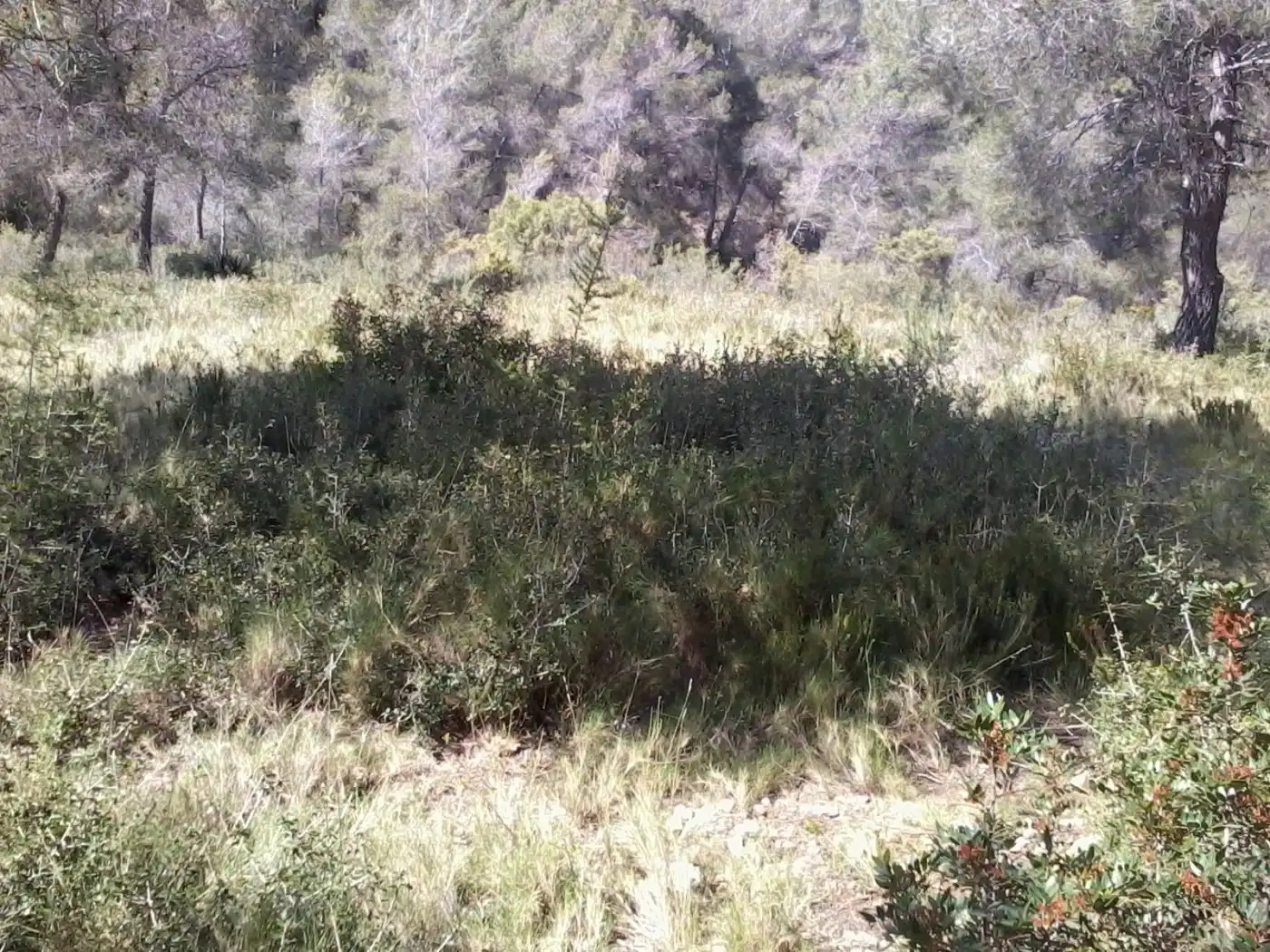 Terreny residencial en venda a La Bisbal del Penedès, imagen 6