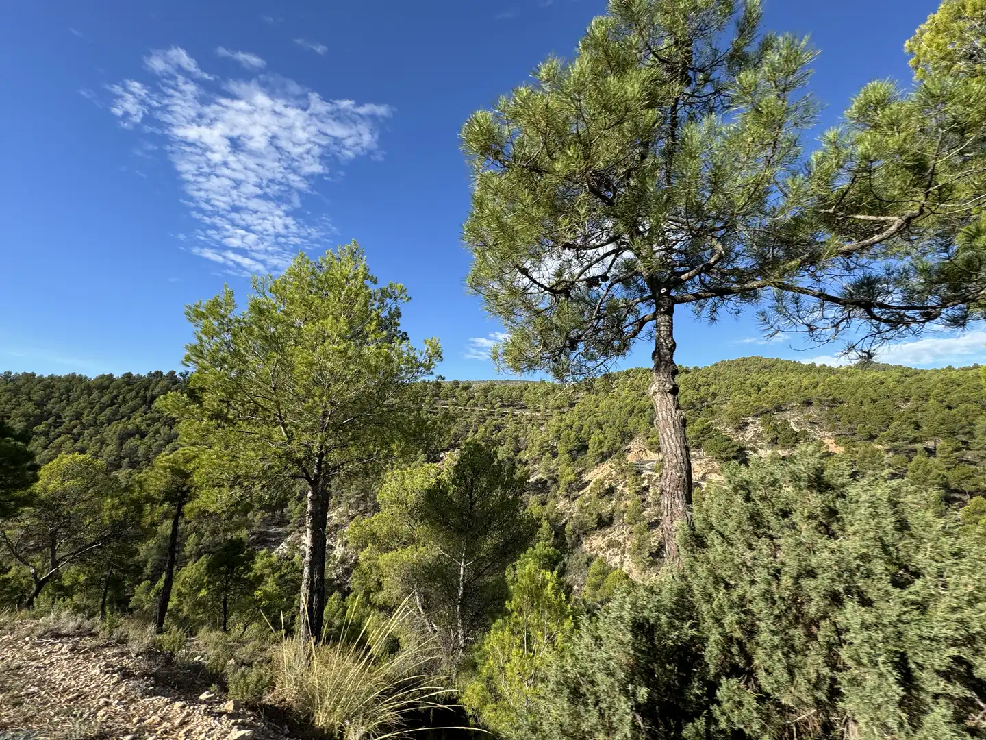Terreny rústic en venda a Caravaca de la Cruz, imagen 3