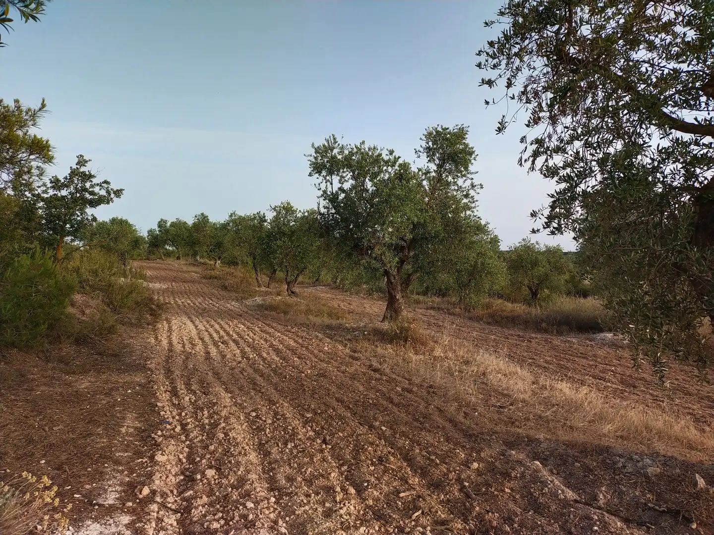 Terreno rústico en venta en Cervià de Les Garrigues, imagen 14